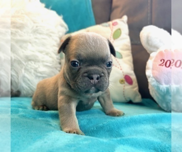 Medium Photo #40 French Bulldog Puppy For Sale in TUCSON, AZ, USA