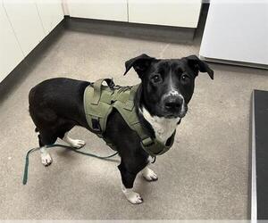 Labrador Retriever-Unknown Mix Dogs for adoption in HESPERIA, CA, USA