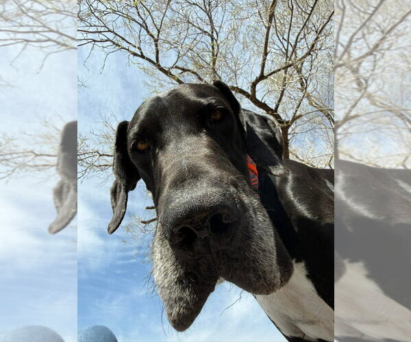Medium Photo #4 Great Dane Puppy For Sale in Bullard, TX, USA