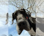Small #3 Great Dane