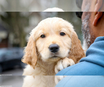 Small Photo #7 Golden Retriever Puppy For Sale in GRAND RAPIDS, MI, USA