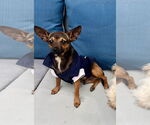 Small Photo #5 Chipin Puppy For Sale in San Diego, CA, USA