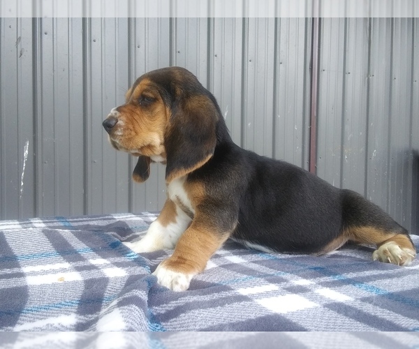 Medium Photo #30 Basset Hound Puppy For Sale in PETERSBURG, IN, USA