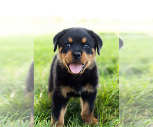 Rottweiler Puppy for sale in BREMEN, IN, USA