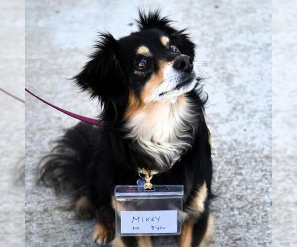 Medium Photo #3 Dachshund-Unknown Mix Puppy For Sale in San Diego, CA, USA