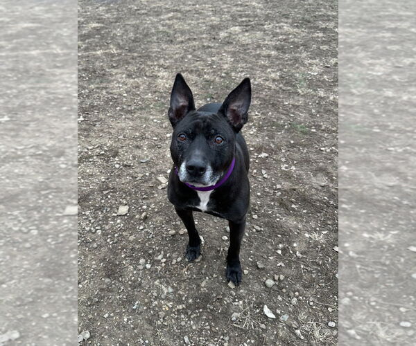 Medium Photo #1 Mutt Puppy For Sale in South Bend, IN, USA