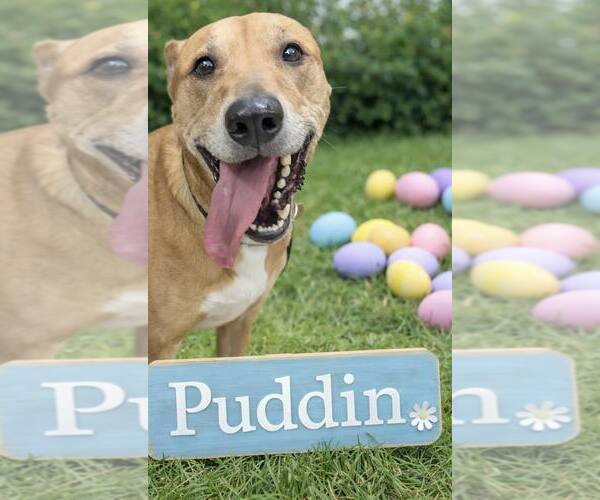 Medium Photo #2 Labrador Retriever-Unknown Mix Puppy For Sale in Rootstown, OH, USA