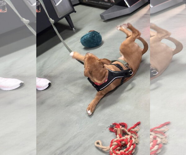 Medium Photo #14 American Staffordshire Terrier-Unknown Mix Puppy For Sale in Holly Springs, NC, USA