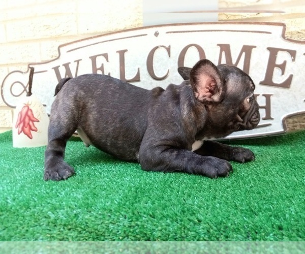 Full screen Photo #6 French Bulldog Puppy For Sale in CARTHAGE, TX, USA