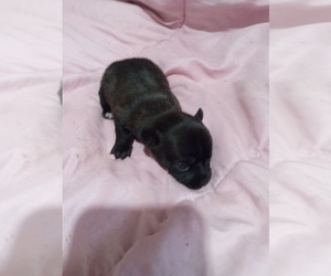 Chihuahua Puppy for sale in SHALLOTTE, NC, USA