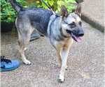 Small #2 German Shepherd Dog