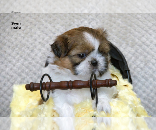 Medium Photo #19 Shih Tzu Puppy For Sale in CLARE, MI, USA