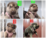 Image preview for Ad Listing. Nickname: Litter of 2