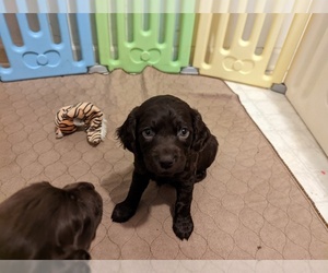 Boykin Spaniel Puppy for sale in PATTERSON, GA, USA