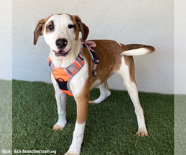 Medium Photo #2 Bull Terrier-Unknown Mix Puppy For Sale in San Diego, CA, USA