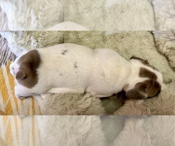 Medium Photo #11 French Bulldog Puppy For Sale in WEXFORD, PA, USA
