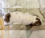 Small Photo #22 French Bulldog Puppy For Sale in WEXFORD, PA, USA