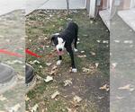 Small #1 American Staffordshire Terrier