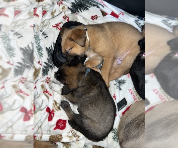 Medium Photo #1 Belgian Malinois-Siberian Husky Mix Puppy For Sale in CENTENNIAL, CO, USA