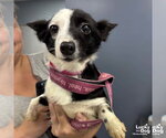 Small #2 Jack Russell Terrier Mix