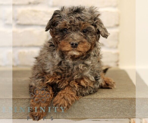 Medium Photo #2 Bernedoodle (Miniature) Puppy For Sale in NARVON, PA, USA