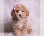 Small Photo #21 Poodle (Toy) Puppy For Sale in WARSAW, IN, USA