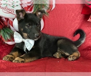 Australian Cattle Dog Puppy for sale in LANCASTER, PA, USA