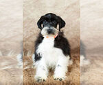 Small Photo #16 Schnauzer (Miniature) Puppy For Sale in WARSAW, IN, USA