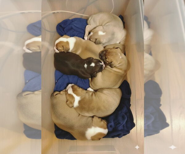 Medium Photo #4 Mutt Puppy For Sale in Forest, VA, USA