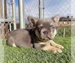 Small #11 French Bulldog