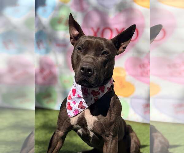 Medium Photo #3 Mutt Puppy For Sale in Pompano Beach , FL, USA