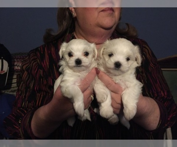 Medium Photo #69 Maltese Puppy For Sale in BRKN ARW, OK, USA