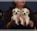 Small Photo #69 Maltese Puppy For Sale in BRKN ARW, OK, USA