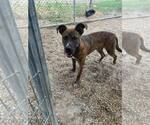 Small #3 Mountain Cur-Rhodesian Ridgeback Mix