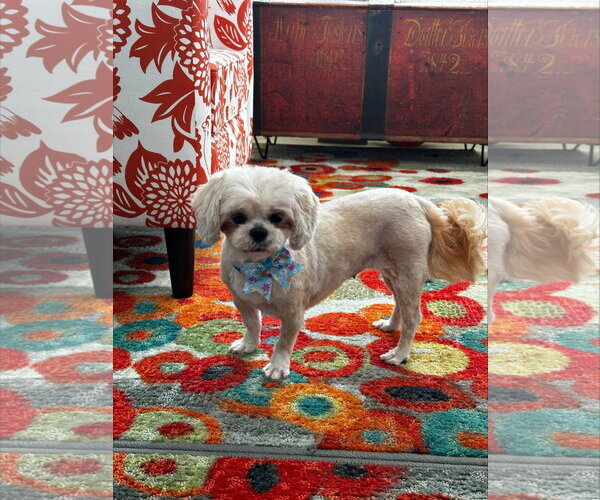 Medium Photo #3 Shih Tzu Puppy For Sale in St. Louis Park, MN, USA