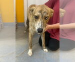 Small #2 Catahoula Leopard Dog Mix