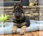 Small Photo #20 German Shepherd Dog Puppy For Sale in LENOIR, NC, USA