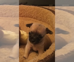 Chihuahua Puppy for sale in LANSING, MI, USA