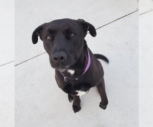 Labrador Retriever-Unknown Mix Dogs for adoption in Elk Grove, CA, USA