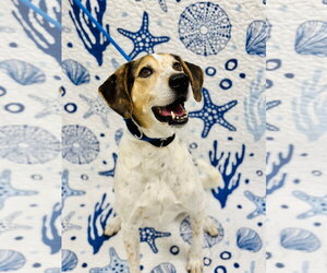 Mutt Dogs for adoption in Manahawkin, NJ, USA