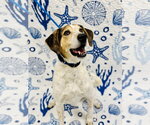 Small Mutt