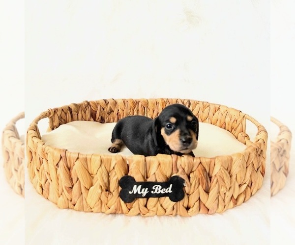 Medium Photo #6 Dachshund Puppy For Sale in DAVIS, CA, USA