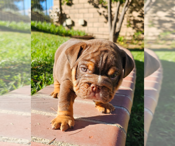 Medium Photo #3 Bulldog Puppy For Sale in RIVERSIDE, CA, USA