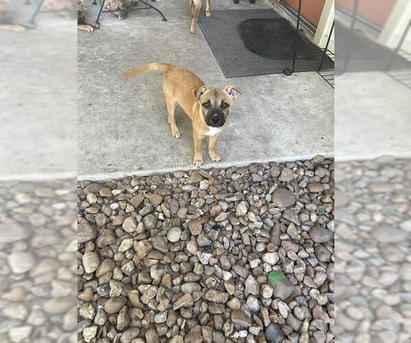 Medium Photo #1 Labrador Retriever-Unknown Mix Puppy For Sale in San Antonio, TX, USA