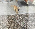 Small Labrador Retriever Mix