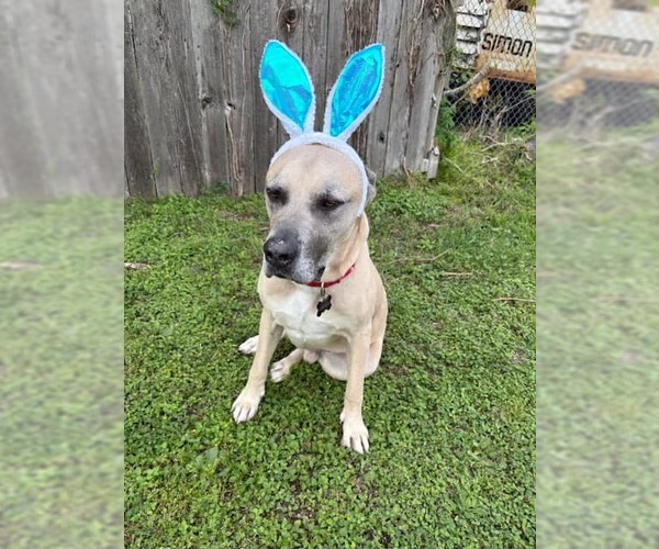 Medium Photo #10 Mastiff-Unknown Mix Puppy For Sale in Houston, TX, USA