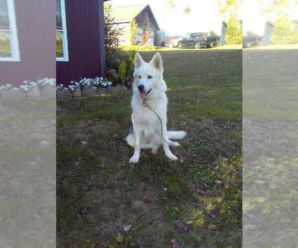 Medium Photo #1 German Shepherd Dog-Siberian Husky Mix Puppy For Sale in HOLMESVILLE, OH, USA