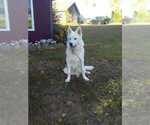 Small Photo #1 German Shepherd Dog-Siberian Husky Mix Puppy For Sale in HOLMESVILLE, OH, USA