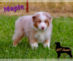 Puppy Maple Australian Shepherd