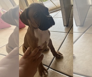 Boxer Puppy for sale in LAS VEGAS, NV, USA